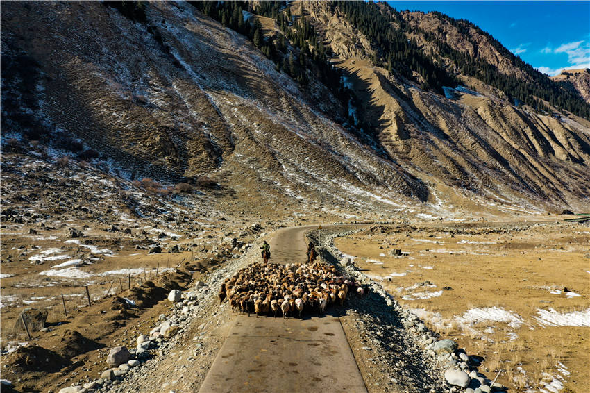 家畜の冬の大移動始まる　新疆