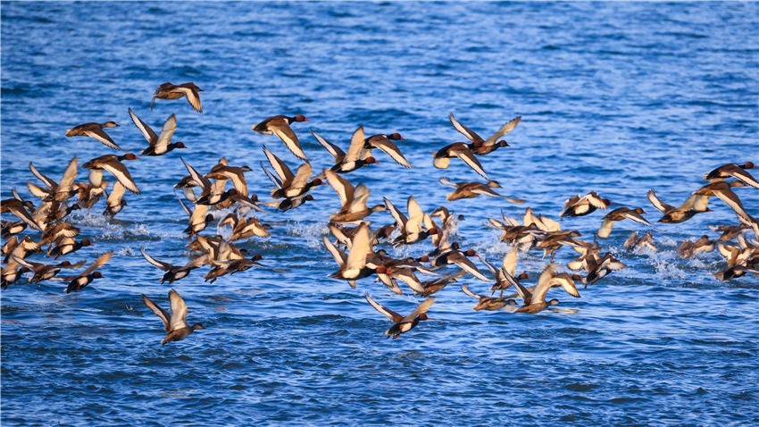 渡り鳥で賑わう冬のボステン湖　新疆
