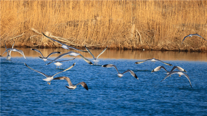 渡り鳥で賑わう冬のボステン湖　新疆