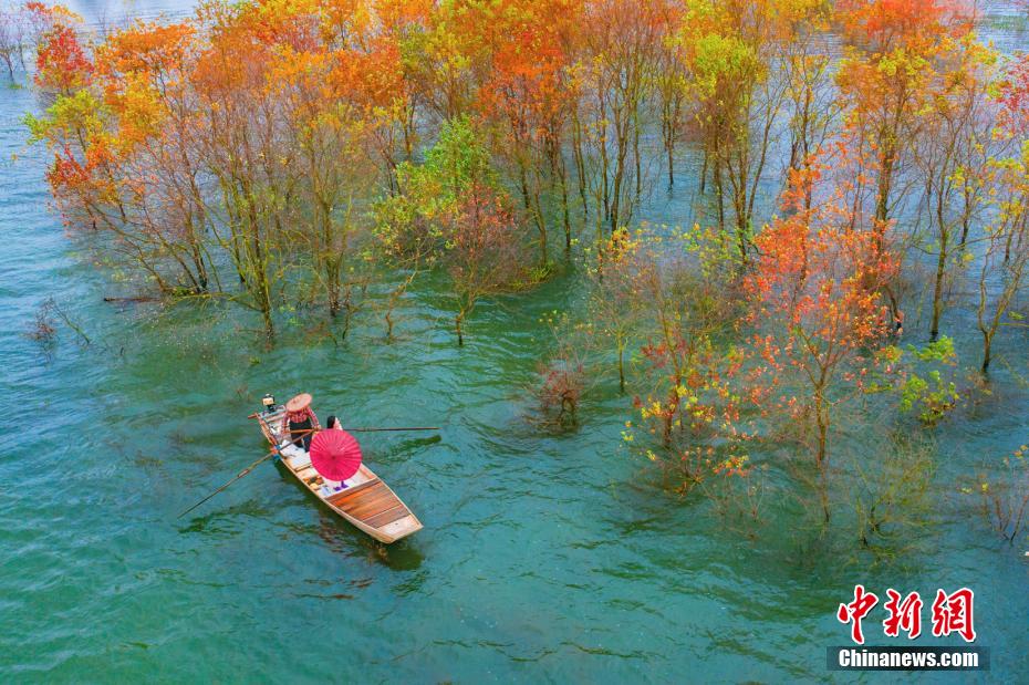 マングローブの織りなす鮮やかで美しい景色　江西省贛江