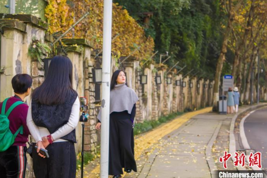 初冬の彩り　観光客を魅了する重慶市のカラフルなアオギリ並木