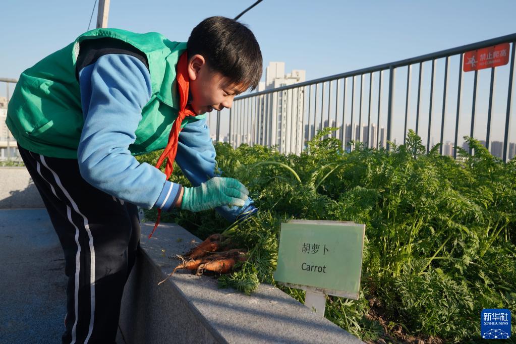 11月24日、「屋上生態園」でニンジンを収穫する進華中学の生徒（撮影・劉穎）。