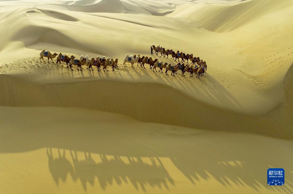 砂漠に美しさ添える冬のラクダの影