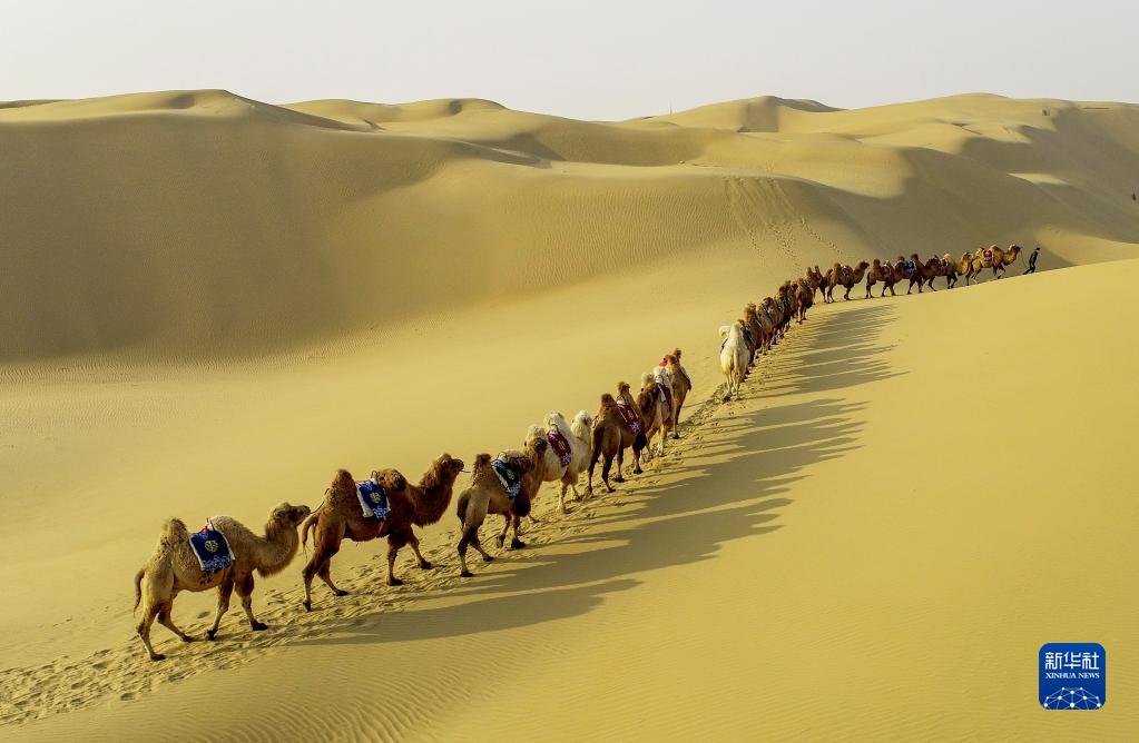 11月29日、庫布其（クブチ）砂漠を進むラクダの隊列（ドローンによる撮影・王正）。