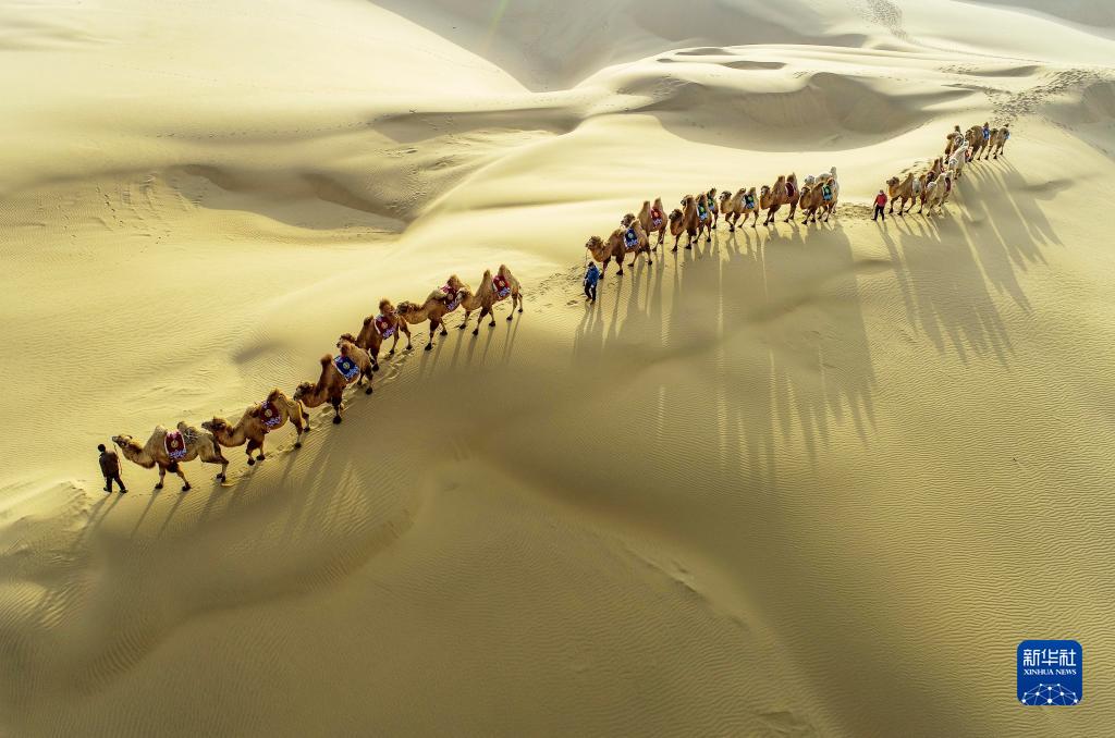 砂漠に美しさ添える冬のラクダの影