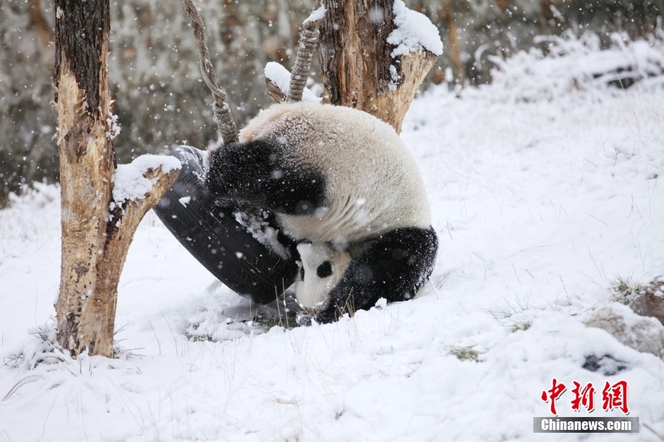 大雪でパンダが大はしゃぎ　四川省