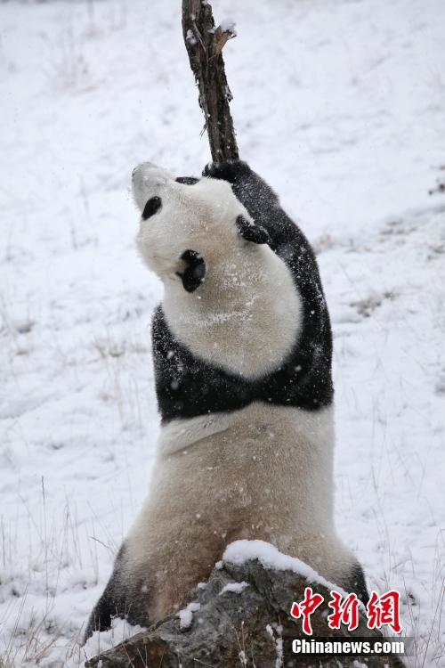 大雪でパンダが大はしゃぎ　四川省