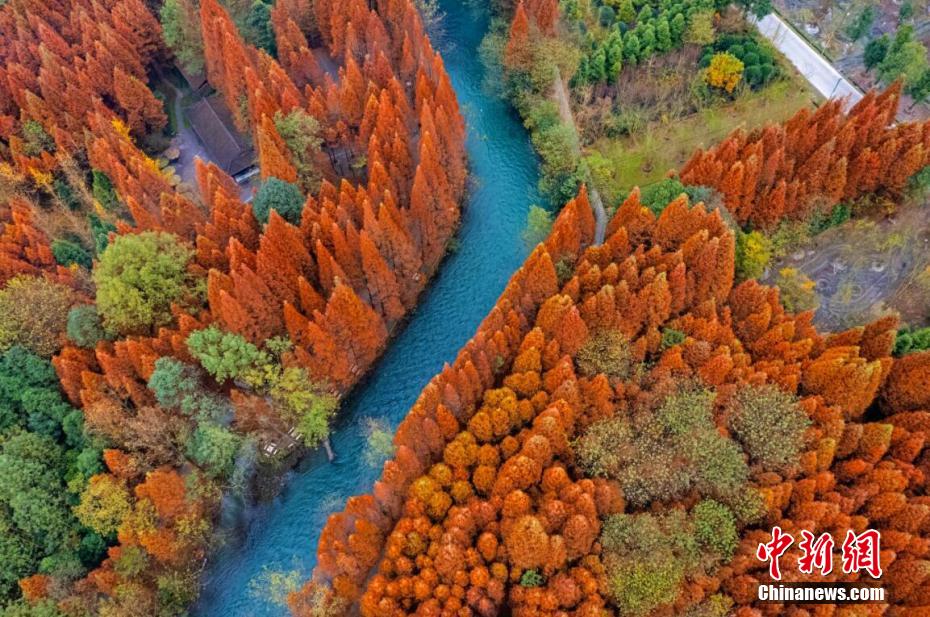メタセコイアがオレンジ色に染まりのどかな景色広がる　四川省都江堰