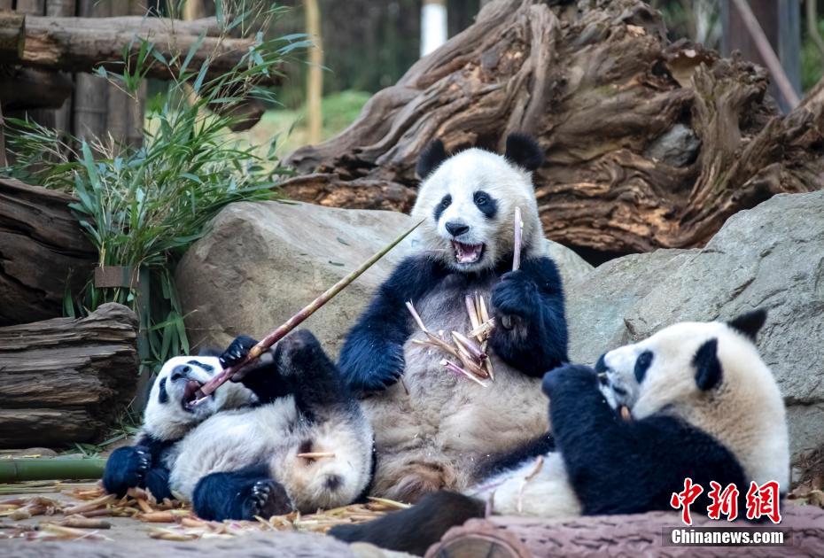 見ている人も思わずほっこりさせるパンダのハッピーライフ　四川省都江堰