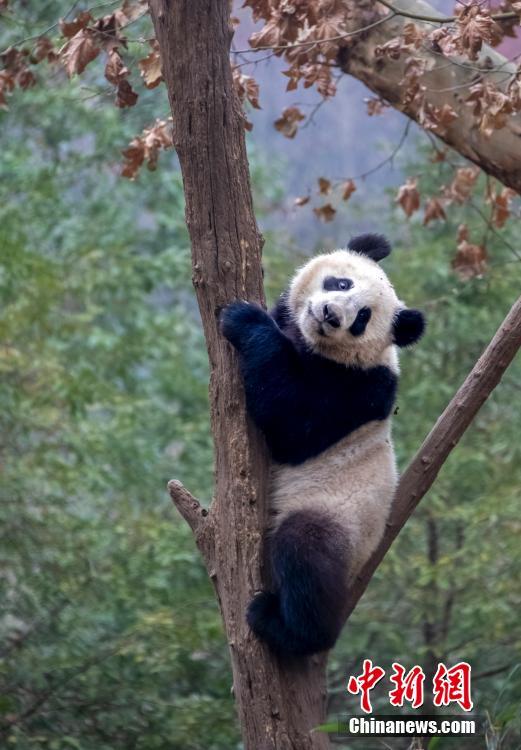 見ている人も思わずほっこりさせるパンダのハッピーライフ　四川省都江堰