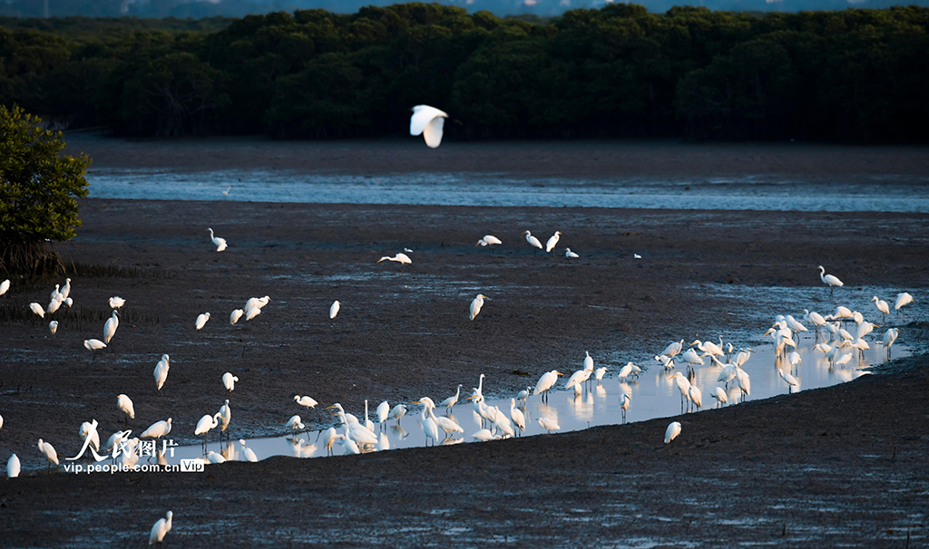 海南省海口市東寨港マングローブ自然保護区で越冬する渡り鳥（12月7日撮影・康登淋）。