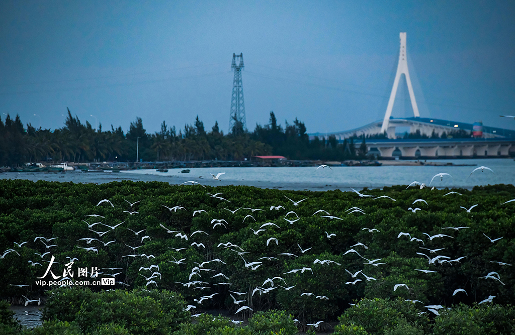 冬の東寨港に現れる渡り鳥の大群　海南省海口