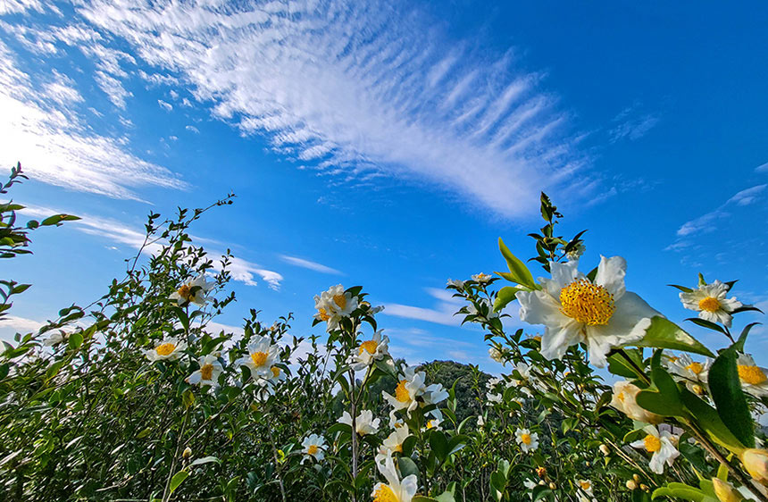 美しいアブラツバキの花が満開に　広西