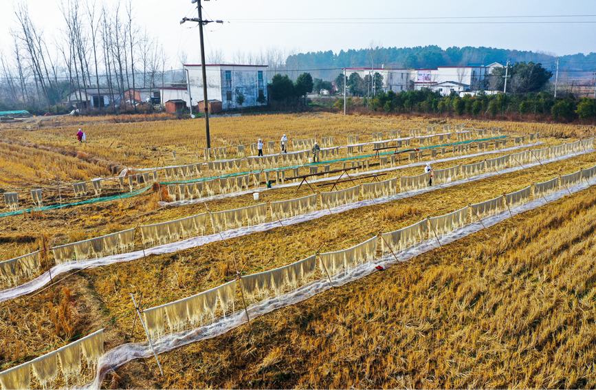 12月13日、光山県文殊郷杜槐村の芳斌家庭農場で、サツマイモだけで作る春雨ヌードルの製造、天日干し作業などを行う村民ら（撮影・謝万柏）。