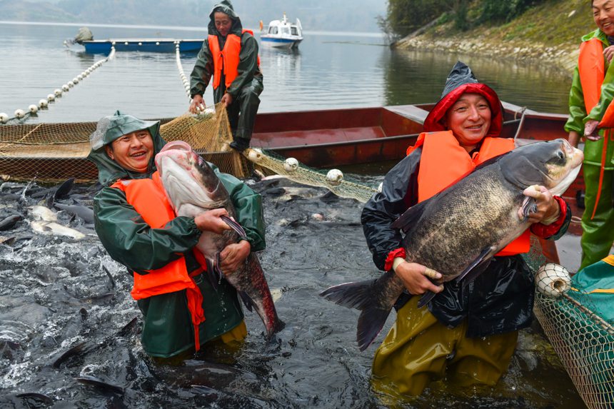 重慶市梁平区蓼葉ダムで、冬漁が始まり、豊漁を喜ぶ人々（撮影・鄒楽）。
