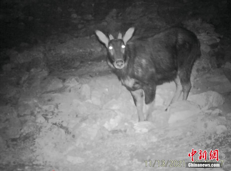 米倉山自然保護区で撮影された野生保護動物たち　四川省