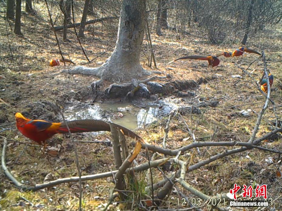 四川省米倉山国家級自然保護区の赤外線カメラが捉えたベニジュケイの映像（写真提供・四川省米倉山国家級自然保護区）。