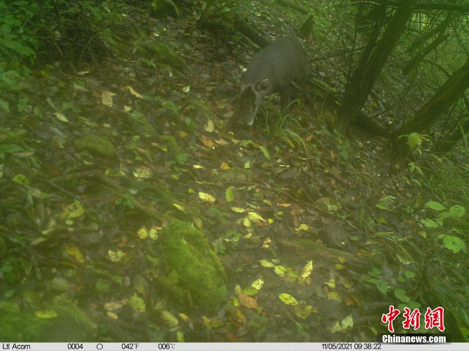 米倉山自然保護区で撮影された野生保護動物たち　四川省