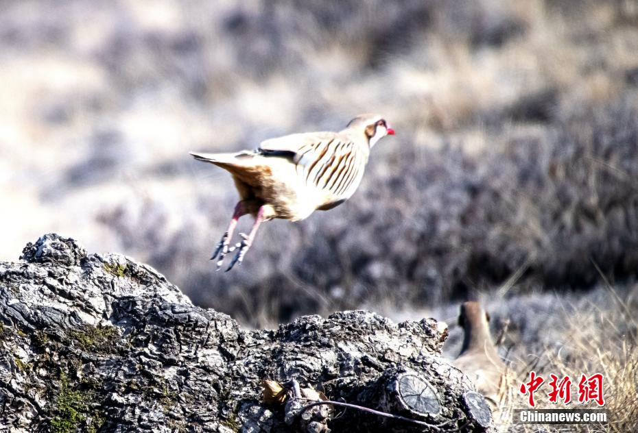 賑やかなさえずり競う野生の鳥たち　甘粛省蘭州