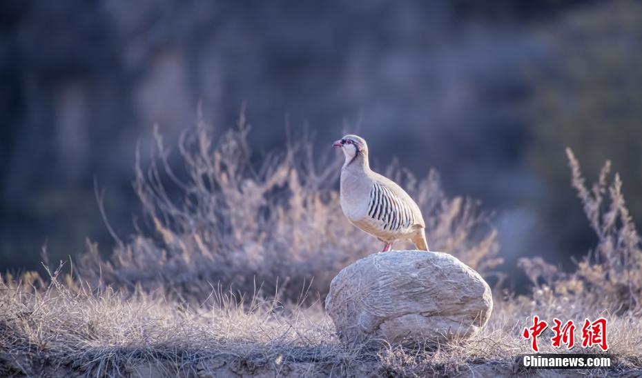 賑やかなさえずり競う野生の鳥たち　甘粛省蘭州