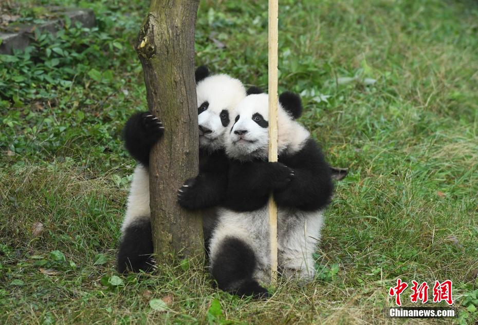 重慶動物園の双子のパンダの名前が「シンシン」と「チェンチェン」に