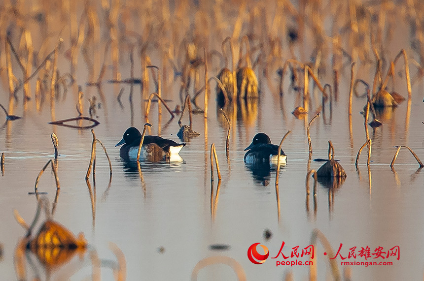 渡り鳥十数万羽が生息する鳥たちの楽園・雄安新区白洋淀　河北省