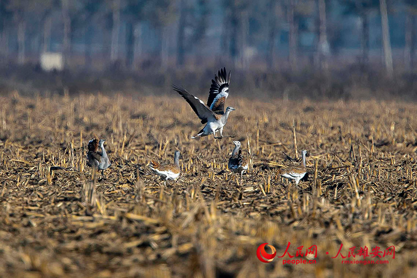 渡り鳥十数万羽が生息する鳥たちの楽園・雄安新区白洋淀　河北省