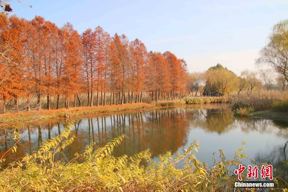 赤々と燃え立つようなベニスギが美しい虎丘湿地公園　江蘇省蘇州