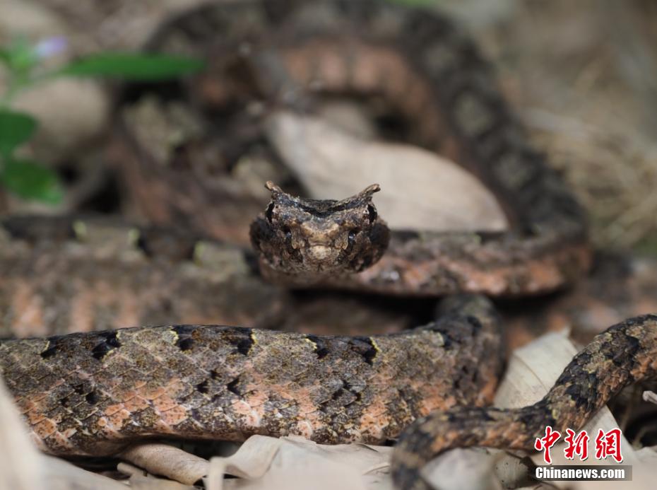 「天然の生物遺伝子バンク」烏岩嶺国家級自然保護区　浙江省