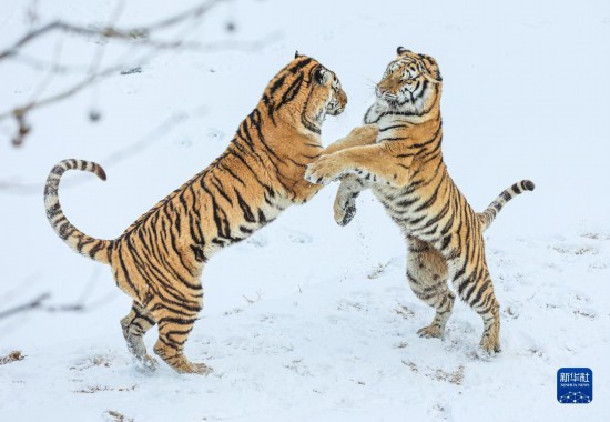 12月26日、山東省栄成市にある西霞口神雕山野生動物世界のライオン・トラ園で、雪の中で遊び戯れる2頭のアムールトラ（撮影・李信君）。