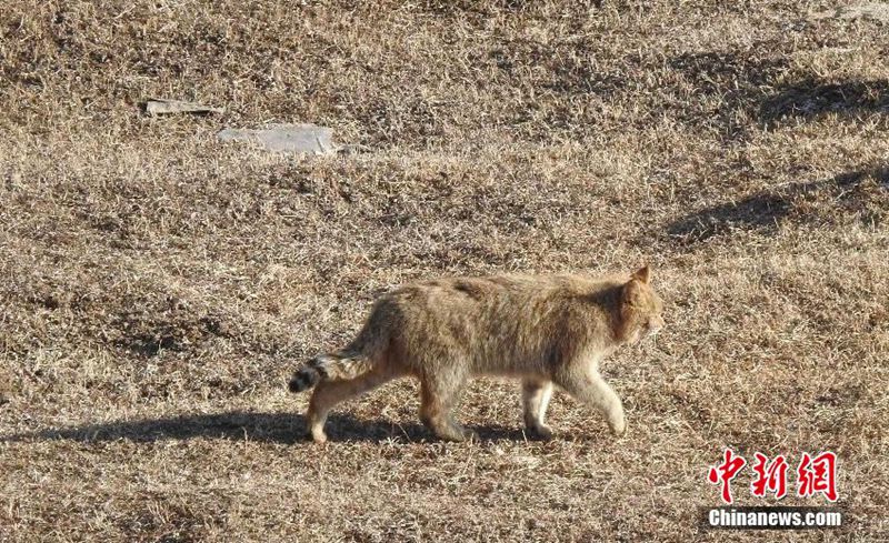 大通北川河源区自然保護区でユキヒョウとハイイロネコの姿捉える　青海省