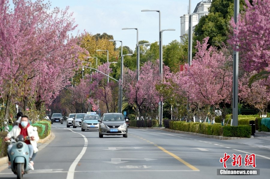 春の都と呼ばれる昆明を華やかに飾る満開の冬桜　雲南省