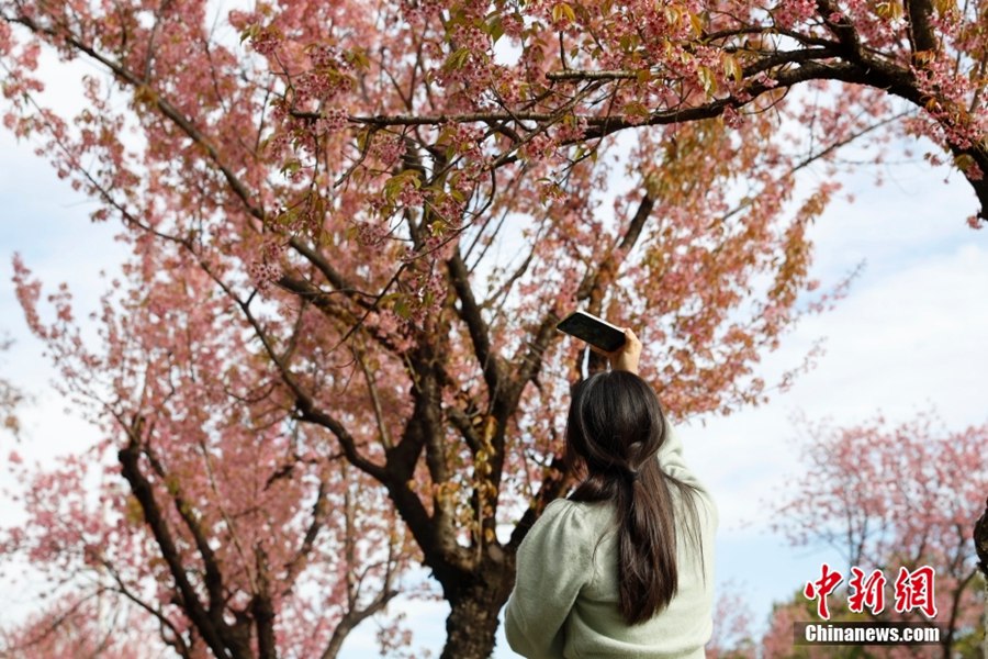 春の都と呼ばれる昆明を華やかに飾る満開の冬桜　雲南省