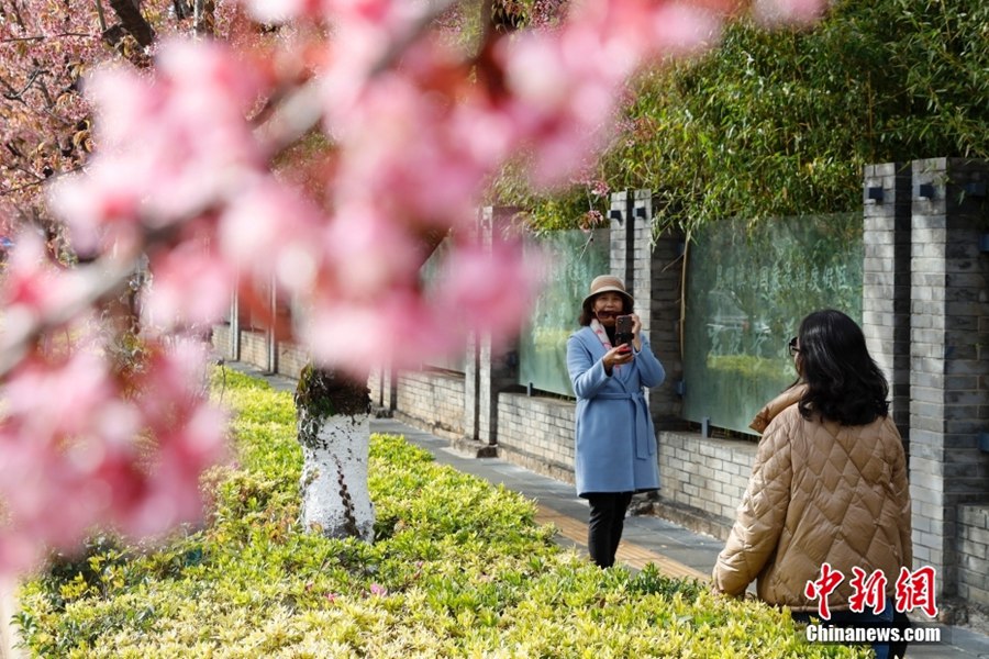 春の都と呼ばれる昆明を華やかに飾る満開の冬桜　雲南省