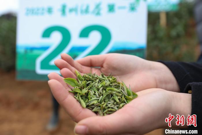 貴州省で2022年の緑茶初摘み
