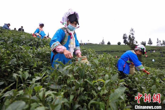 貴州省で2022年の緑茶初摘み