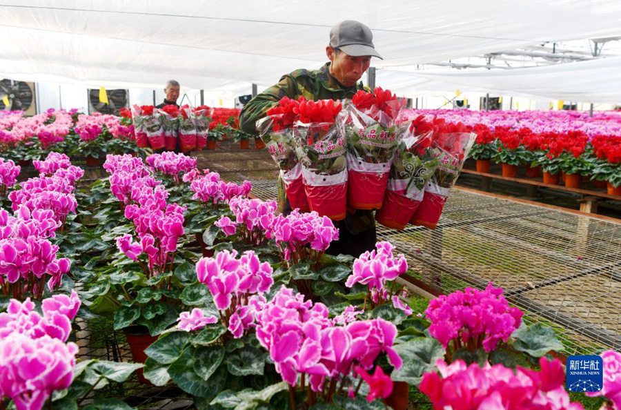 二十四節気の「小寒」も農作業に勤しむ中国各地の人々