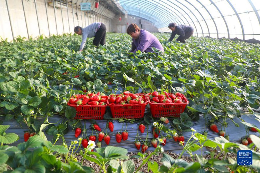 二十四節気の「小寒」も農作業に勤しむ中国各地の人々