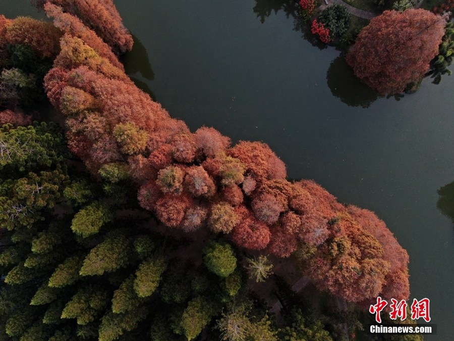 華南植物園のラクウショウ（1月4日ドローンによる撮影・陳楚紅）。