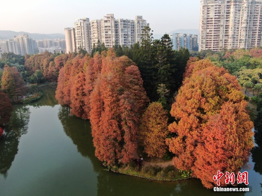 美しい冬の装い見せる華南植物園　広東省広州