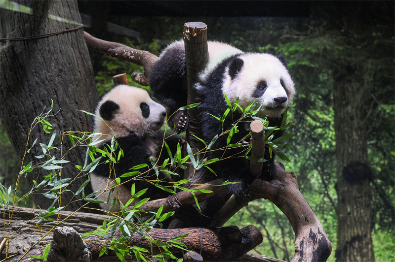 1月12日、屋外で遊ぶ双子パンダのシャオシャオとレイレイ（写真提供・上野動物園）。