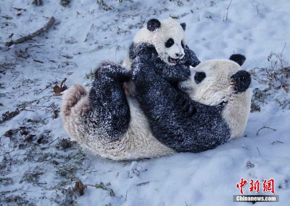 雪を楽しむパンダがカワイイ！　四川省汶川