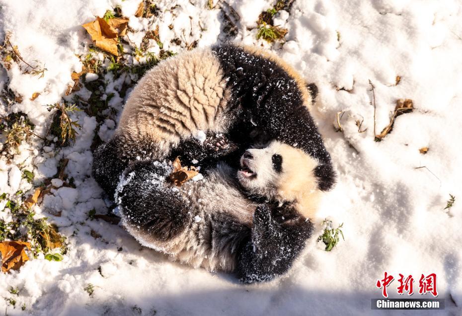 雪を楽しむパンダがカワイイ！　四川省汶川