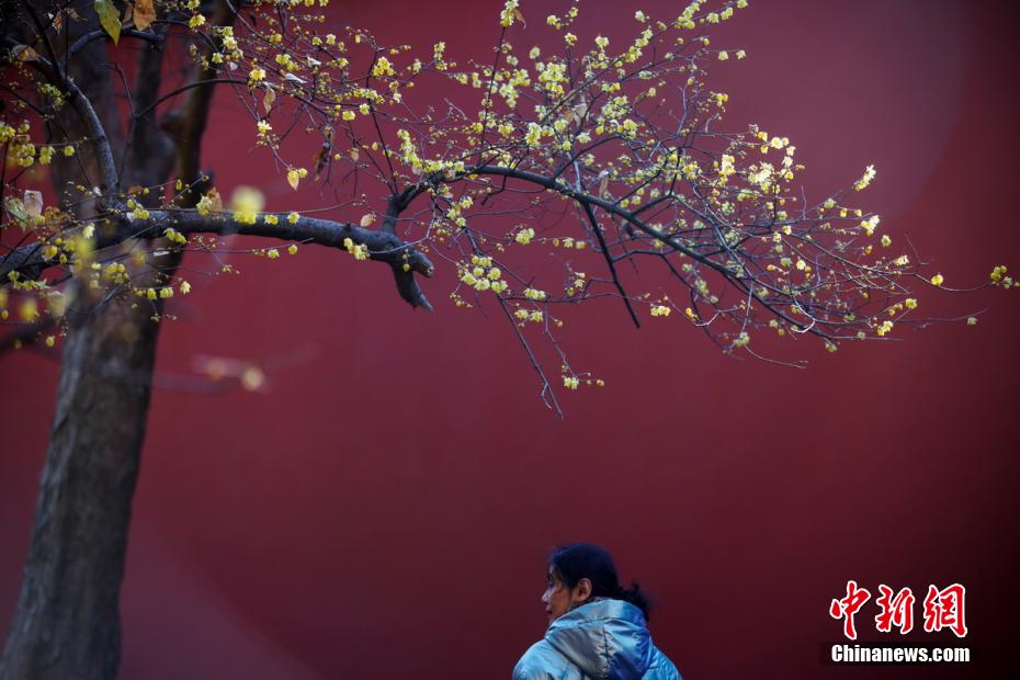 ロウバイが満開を迎えた世界文化遺産の南京明孝陵
