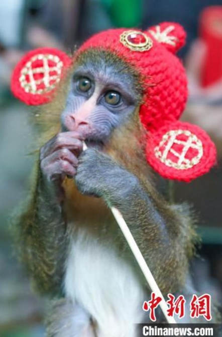 動物たちが晴れ着で新年のご挨拶？　江蘇省常州の動物園