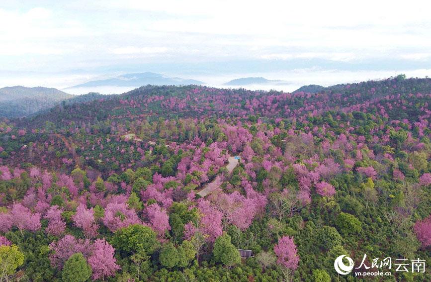 世界文化遺産に申請中の景邁山で桜が開花