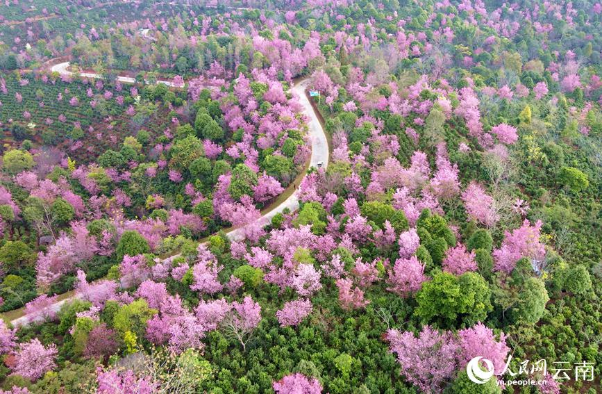 世界文化遺産に申請中の景邁山で桜が開花