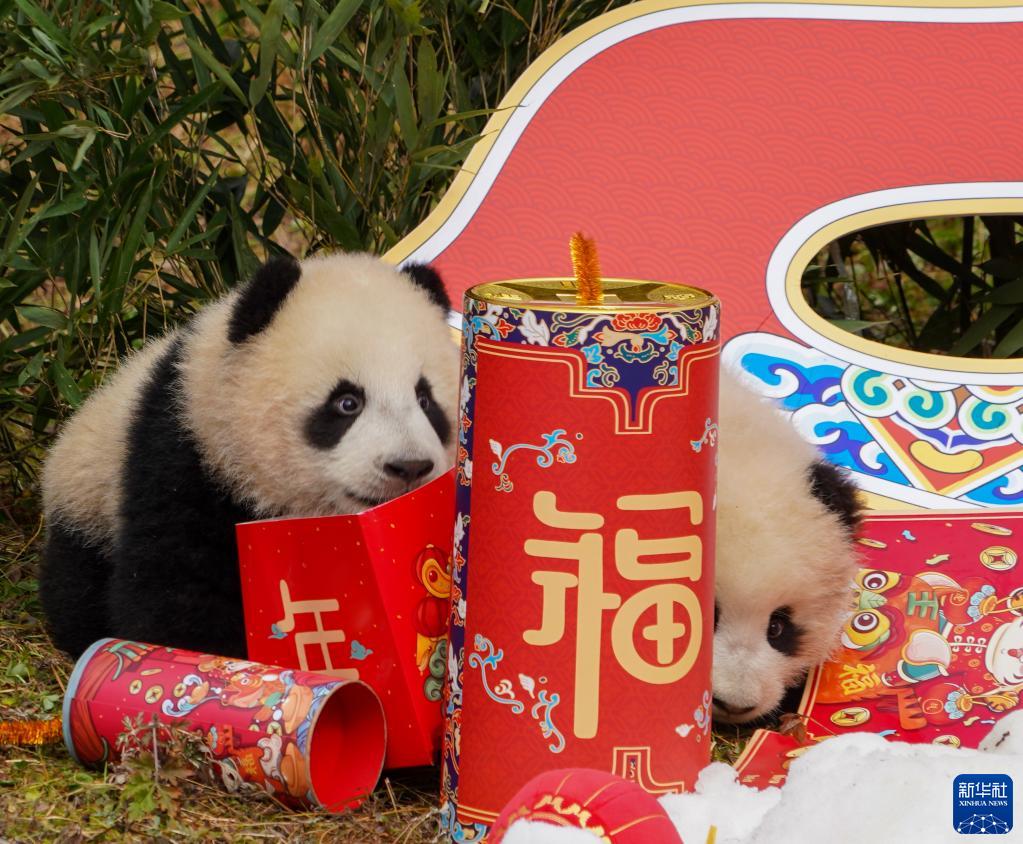 中国パンダ保護研究センターに赤ちゃんパンダ20頭が勢揃いし新春の挨拶