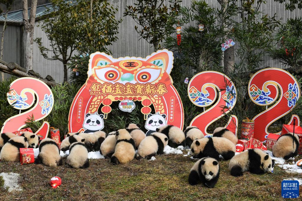 中国パンダ保護研究センターに赤ちゃんパンダ20頭が勢揃いし新春の挨拶