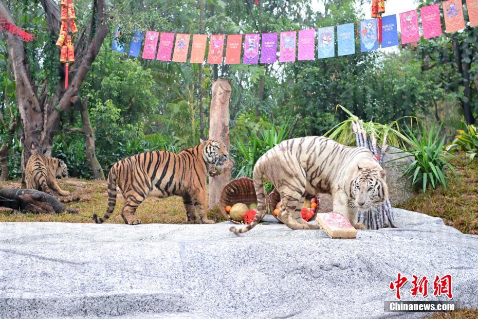 広東省広州市の長隆野生動物世界に新しく建設されたトラエリアに引っ越したトラたち（1月24日撮影・陳驥旻）。